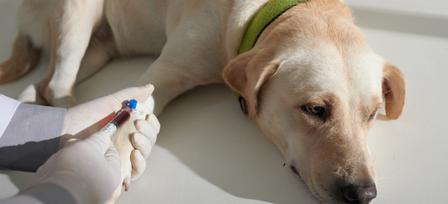 Pet meds